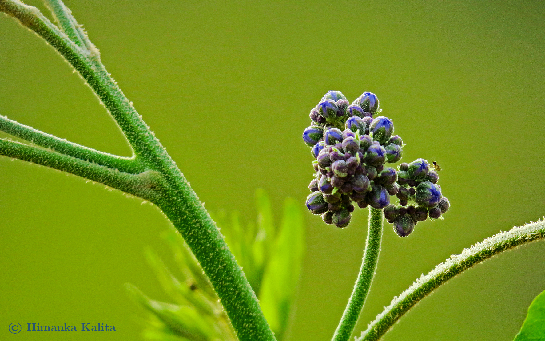 tiny flower buds