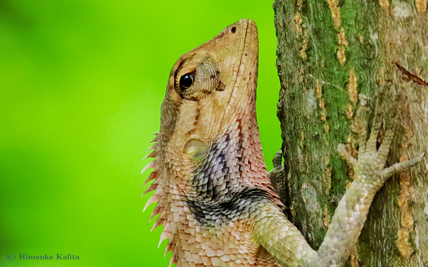 lizard