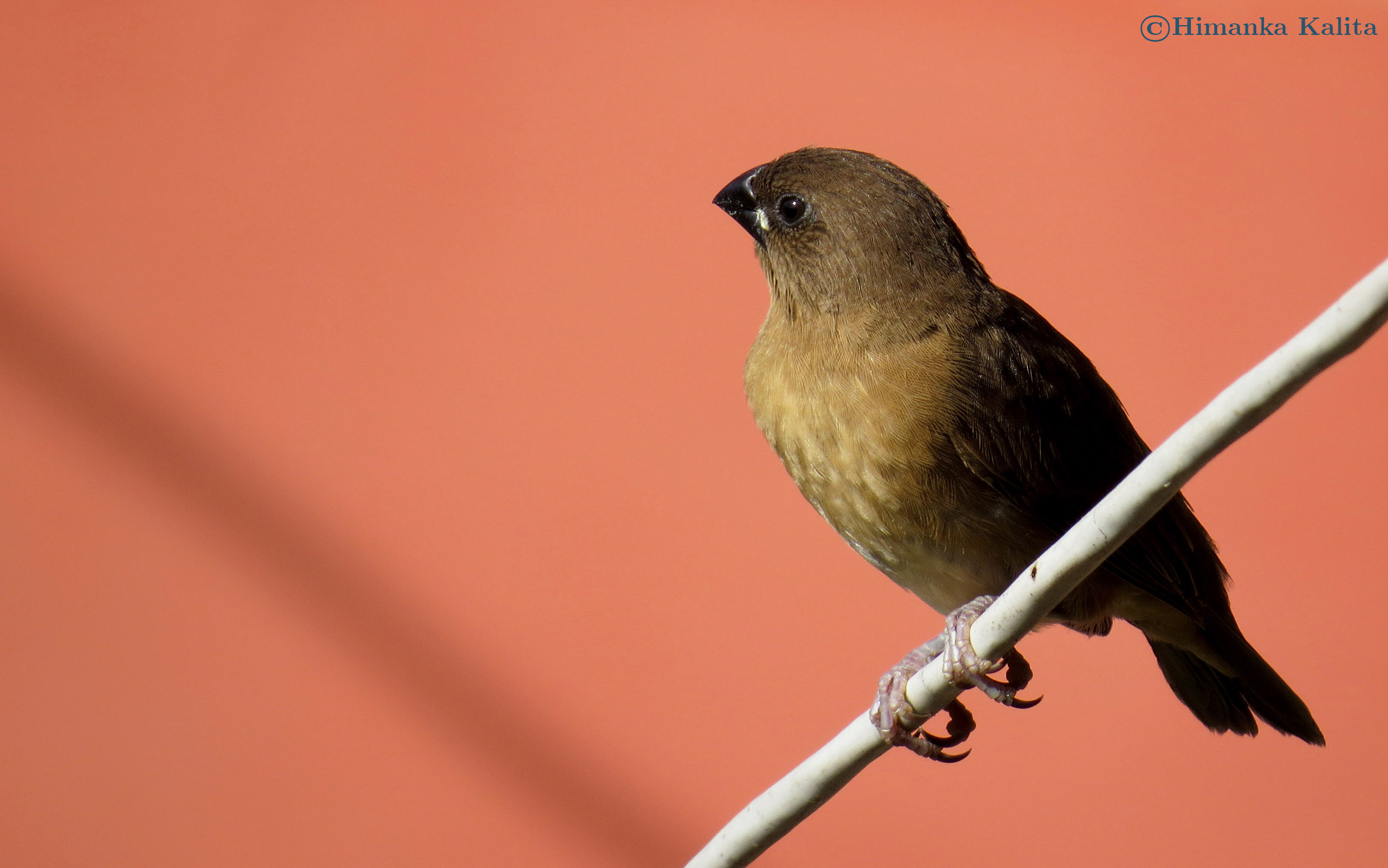 sparrow bird